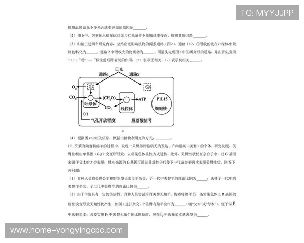 全面解析广东十一选五玩法技巧与历史开奖数据详解